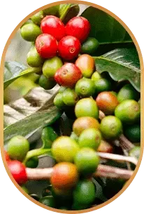 livpure Ingredients 