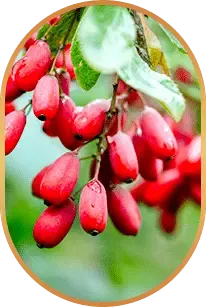 livpue_berberine