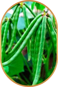 livpure_choline