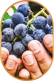 livpure_resveratrol